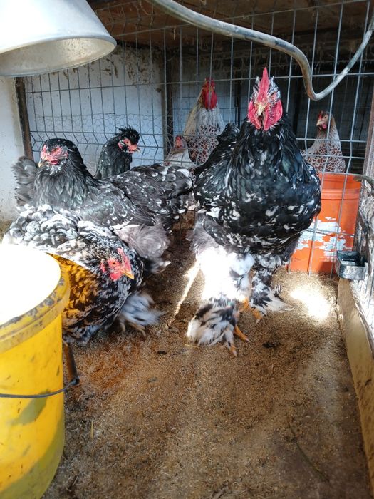 Familii de faini și ouă