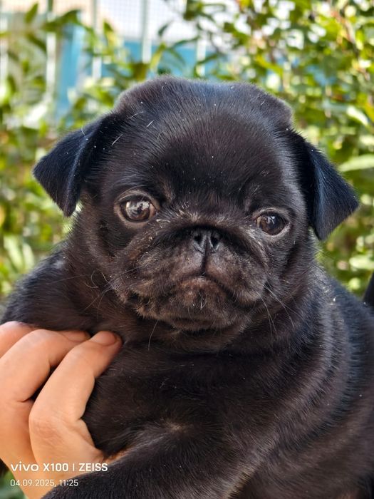 Очаровательные щенки мопса.