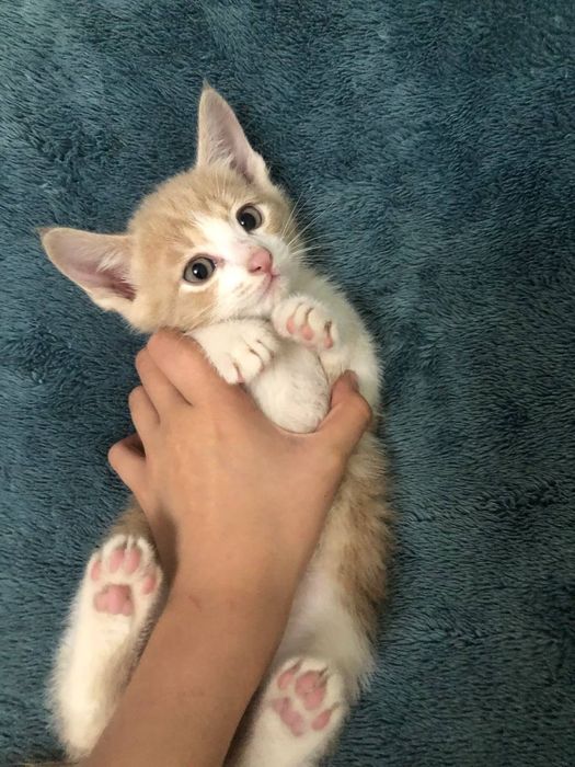 Хадия киламиз яхши кулларга