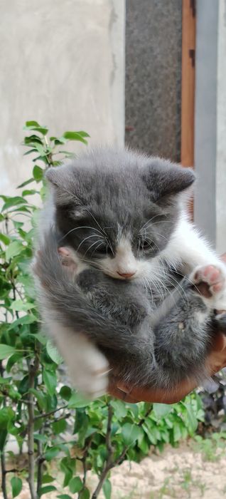 Котята  мама британка. Папа выслоухие