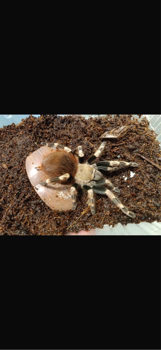 Nhandu chromatus (Нанду хроматус)