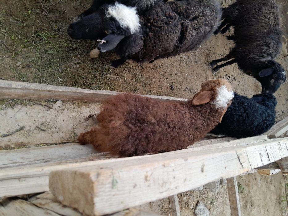 қойлар сатылады буаз,қозылы