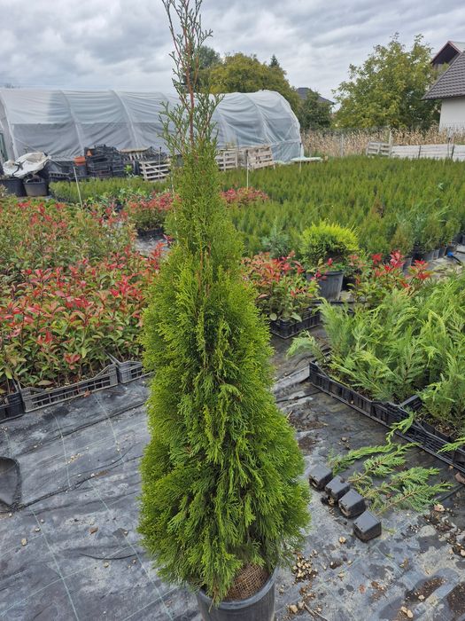 Tuia smaragd diferite dimensiuni