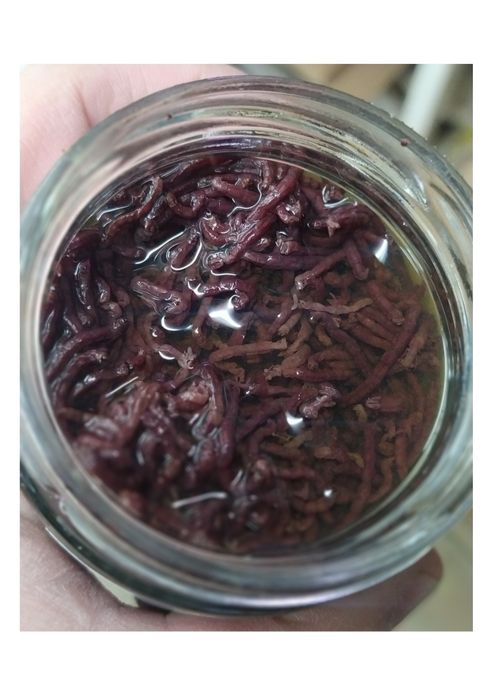 Мотыль крупный консервированный 100мл.