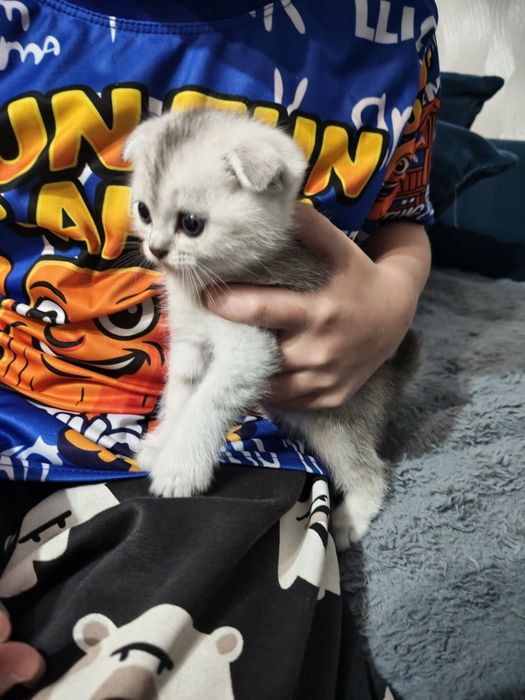Продам шотланских котят