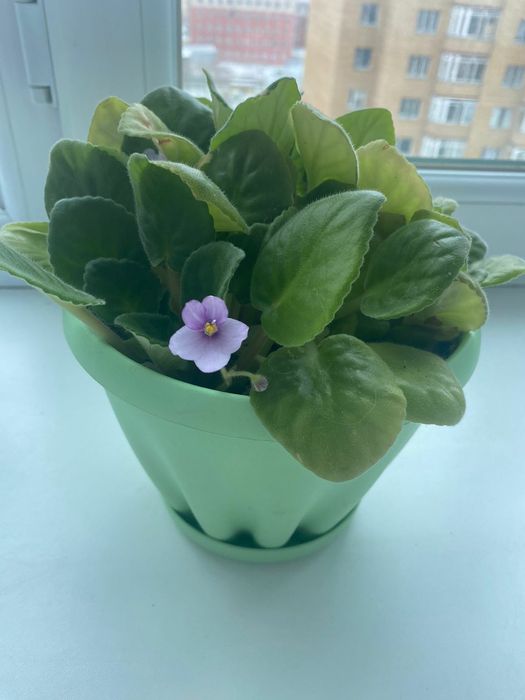 Продам комнатные фиалки