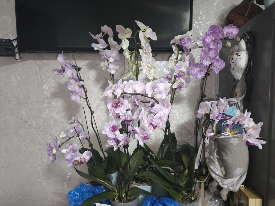 Орхидеи разноцветные на подарки