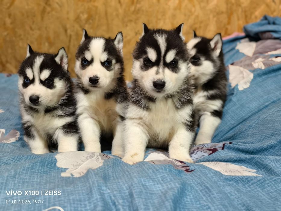 Шикарные щенки сибирской хаски.