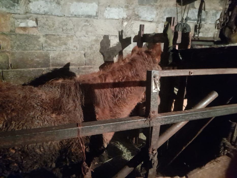 жеребёнок (тай)!