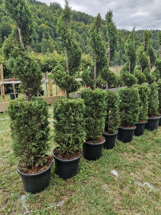 Tuia leylandii super oferta  gazonu rulou