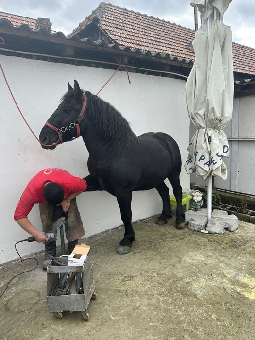 Vând sau Schimb 2 armasari