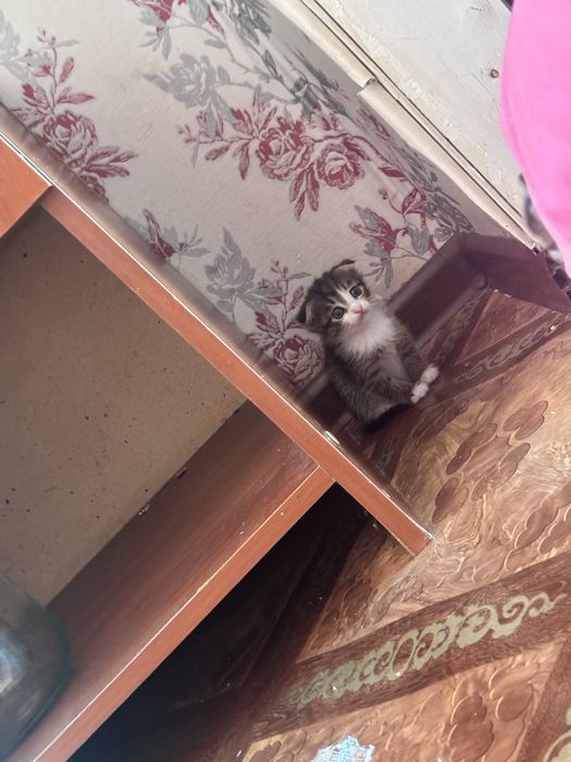 Девочка,1 месец!