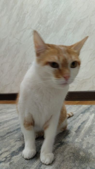 Отдам кошку стерелизованную