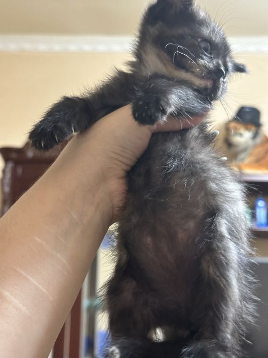 Продаются котята