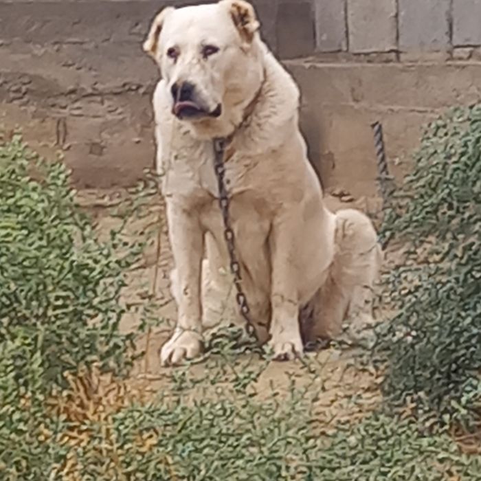 Ургашы сатылады.