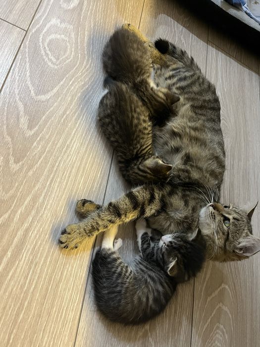 Продаются котята