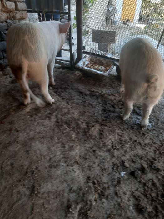 Поросята мяса оптом 10 месяцев , вес 80/90кг