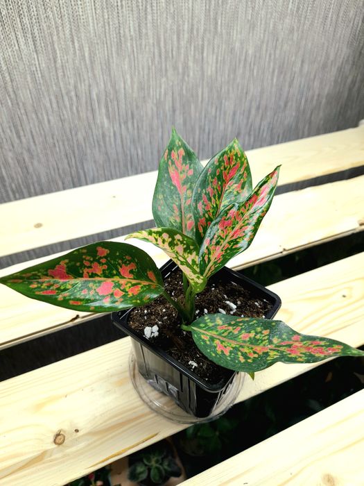 Продам Аглаонема Ред