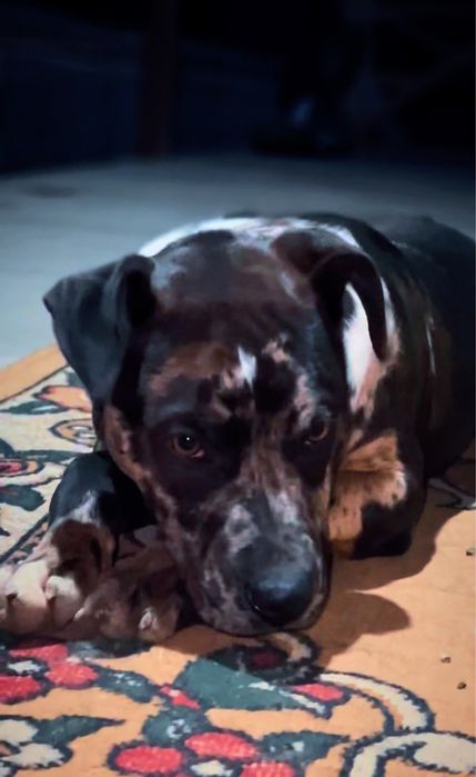 Щенок Питьбултерьер сука 5,5 мес