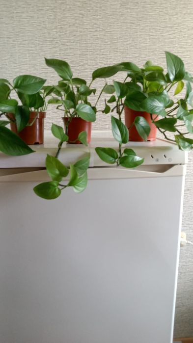 Комнатные вьющиеся растения