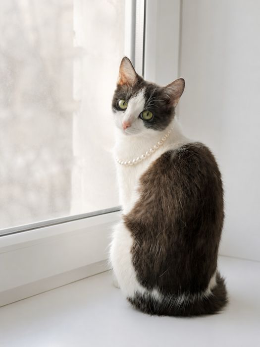 Котенок девочка стерилизована