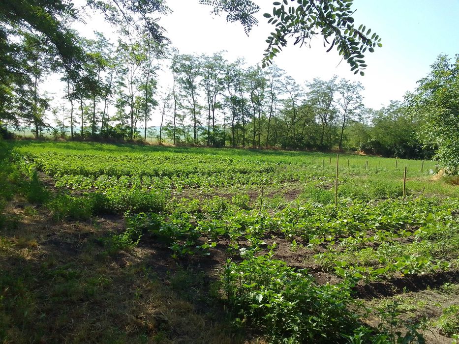 Casa la tara judet Botosani