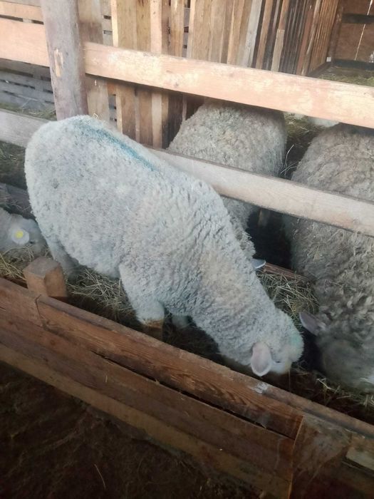 Vând berbecuți ile de france