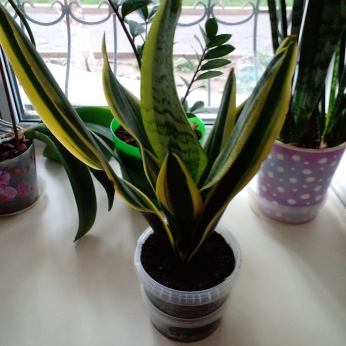 Продам комнатные цветы