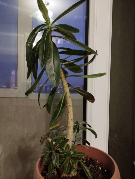 Продам комнатные цветы.