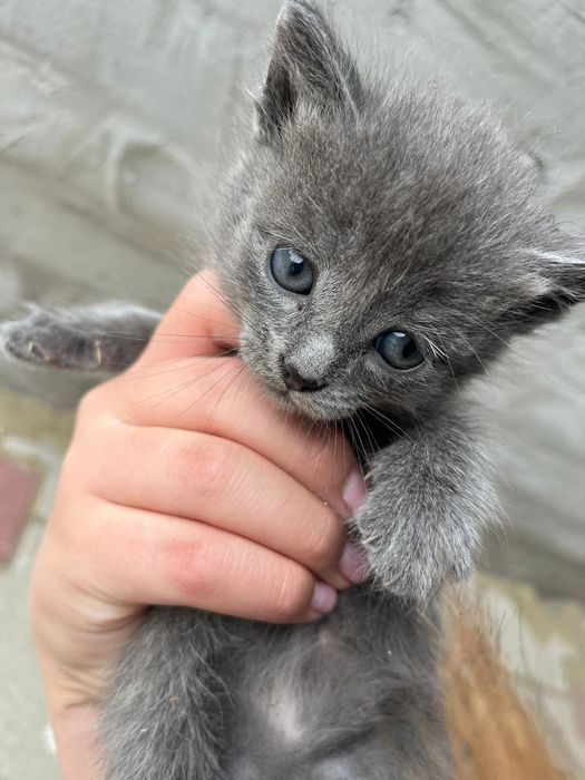 Отдам котят в добрые руки