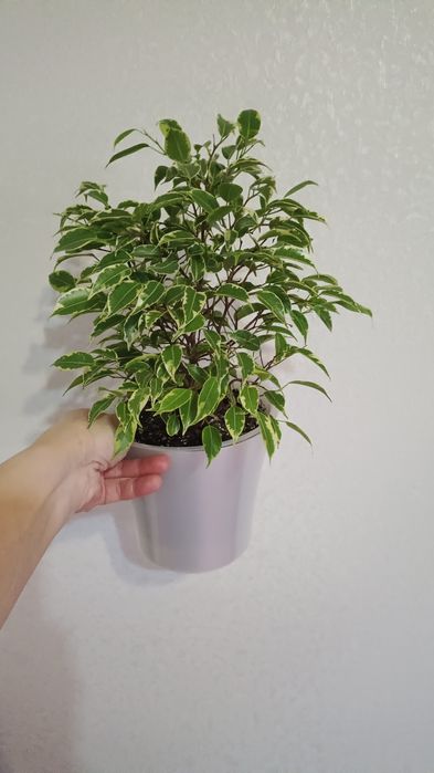 Комнатные растения