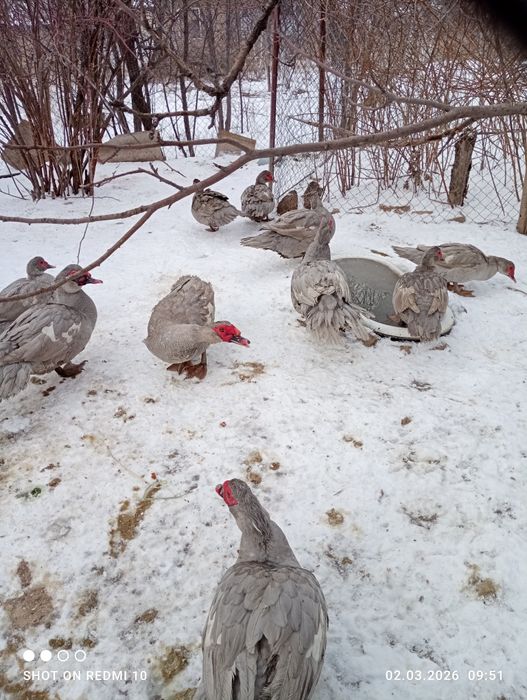Индоутки порода Лаванда.