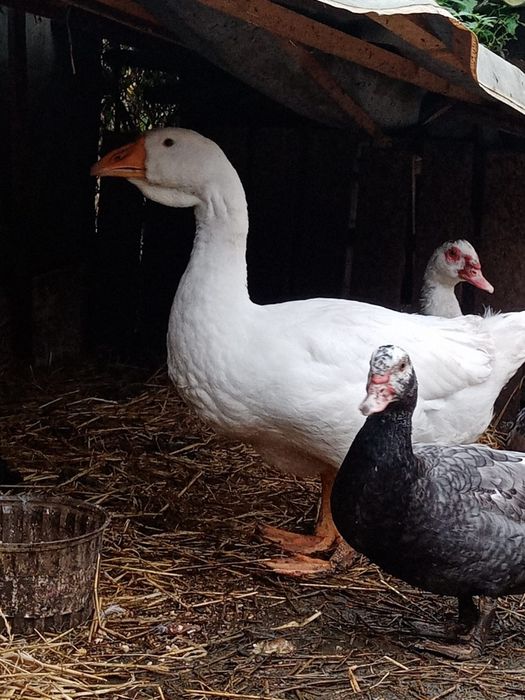 Продам гусей порода Линда