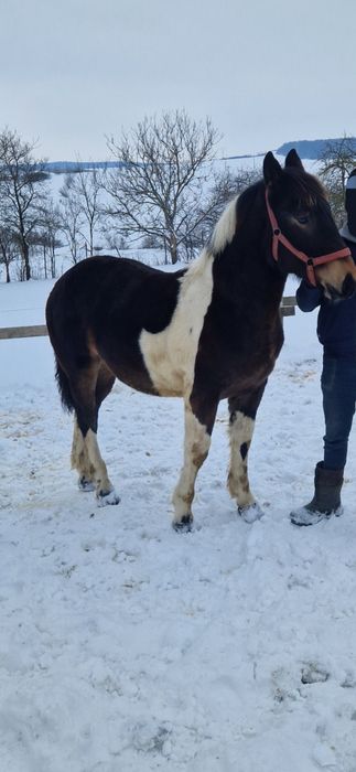 Manz tarcat de 8 luni