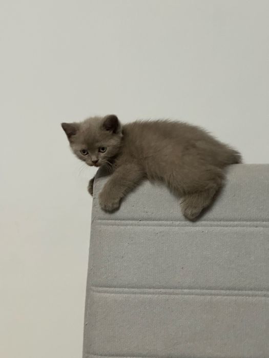 Котята Британские