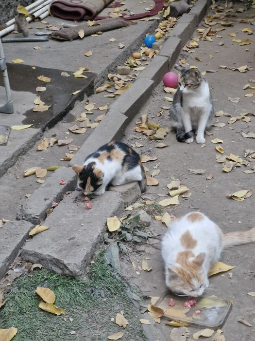 котят бесплатно в добрые руски
