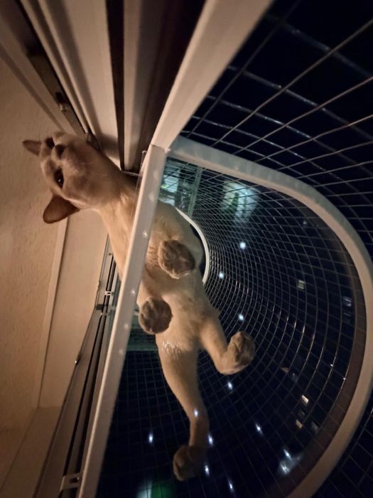 Балкон для кошек