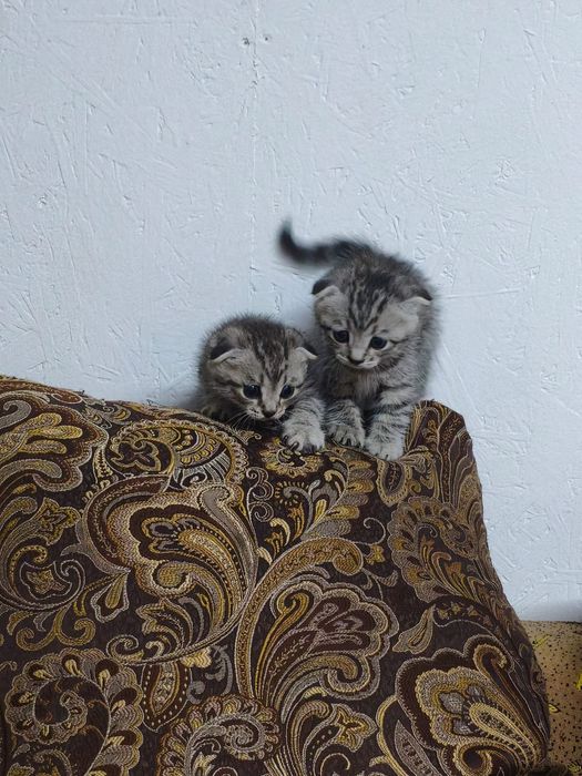 Котенок вислоухий