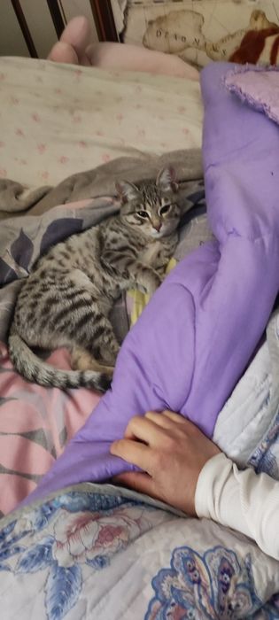 отдам котенка в добрые руки