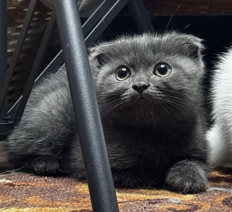 Котенок Скоттиш фолд вислоухий чистокровный