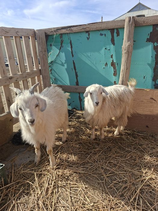 Ешкілер сатылады,