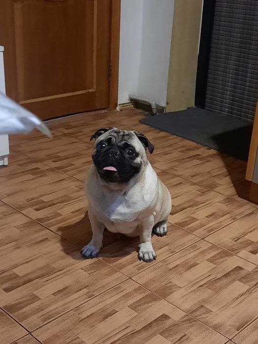 Вязка мопса Алматы