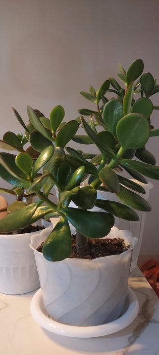 Продам комнатные цветы