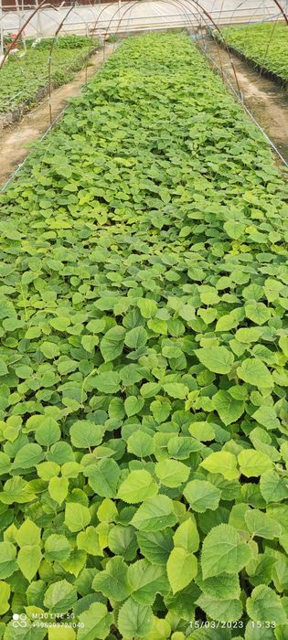 Pavloniya nihollari,  pavloniya FTE koʻchatlari