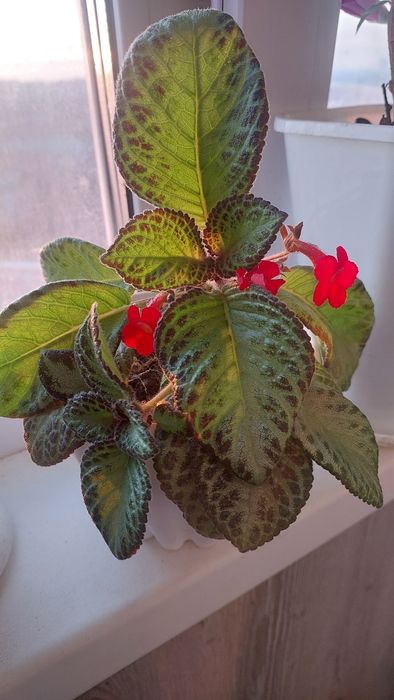 Комнатные растения.