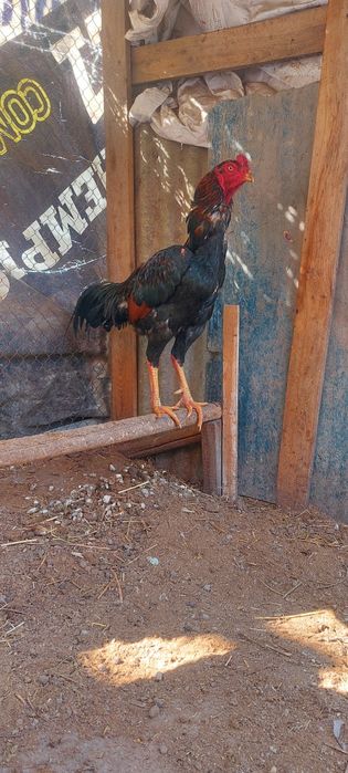 Хюкони точа хороз