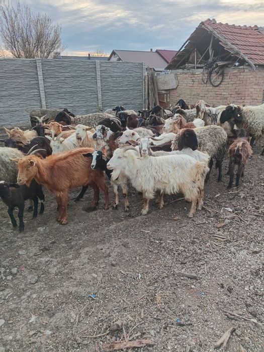Vand capre si oi tote sunt tinere