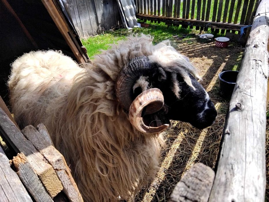 Disponibil  Berbec mior