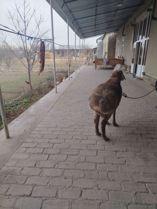 Qoʻchqor barra sotiladi