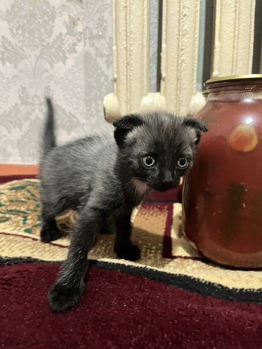 кошка,вислоуший, 1месяц